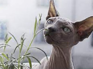 chat minskin